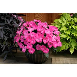 1 Qt. Compact Hot Pink SunPatiens Impatiens Outdoor Annual Plant with Pink Flowers