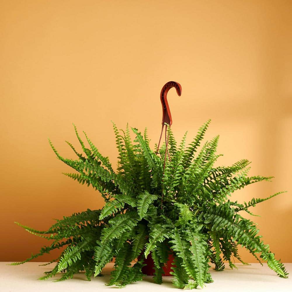 Large Green Fern in Brown Hanging Grower Pot
