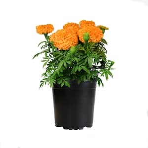 African Orange Marigold Garden Outdoor Plant in 2.5 qt. Grower Pot