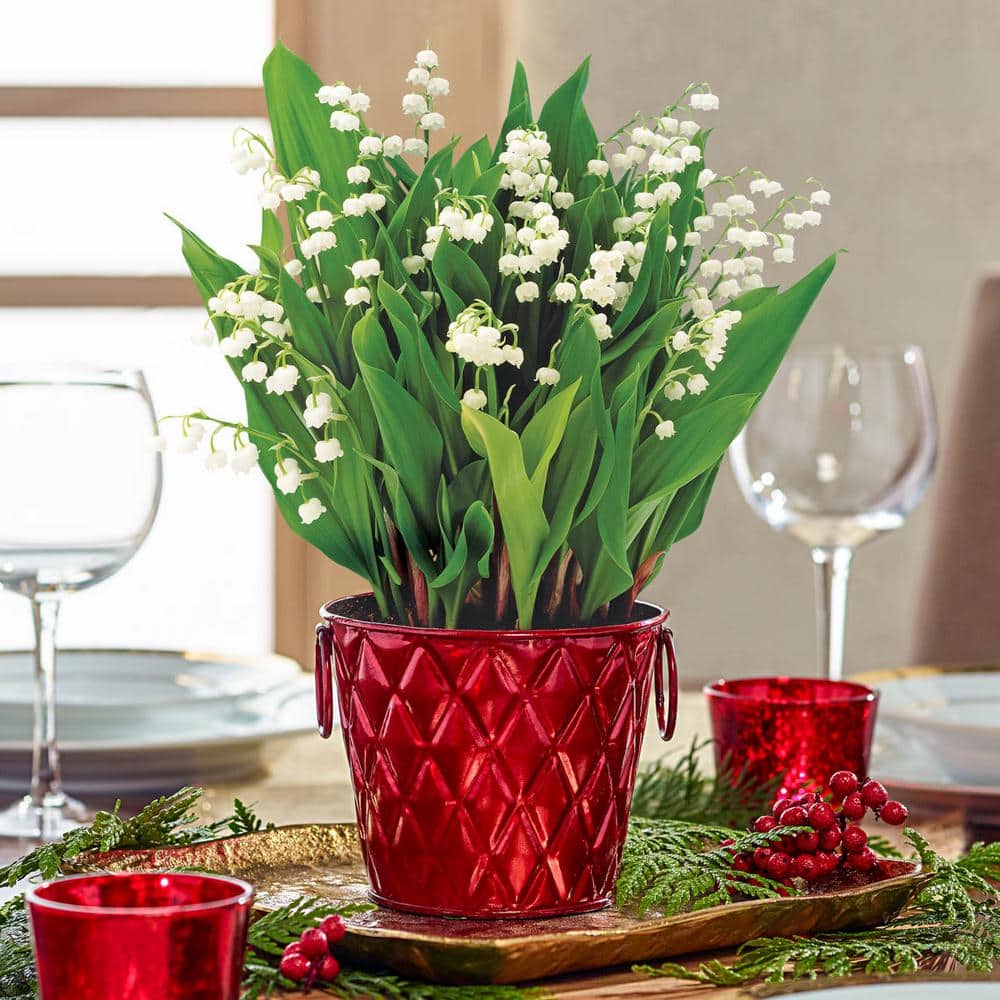 Lily of the Valley White Flowering Outdoor Perennial Plants (3-Pack)