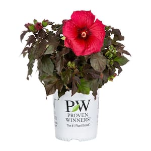 2 Gal. Proven Winners Hibiscus Summerific Holy Grail Perennial Plant (1-Pack)