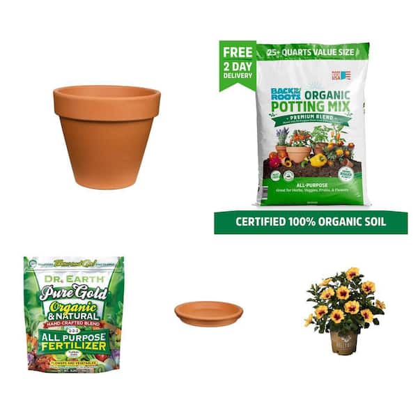 12 in. Terra Cotta Pot, Saucer, Mix, Fertilizer, Hibiscus Plant