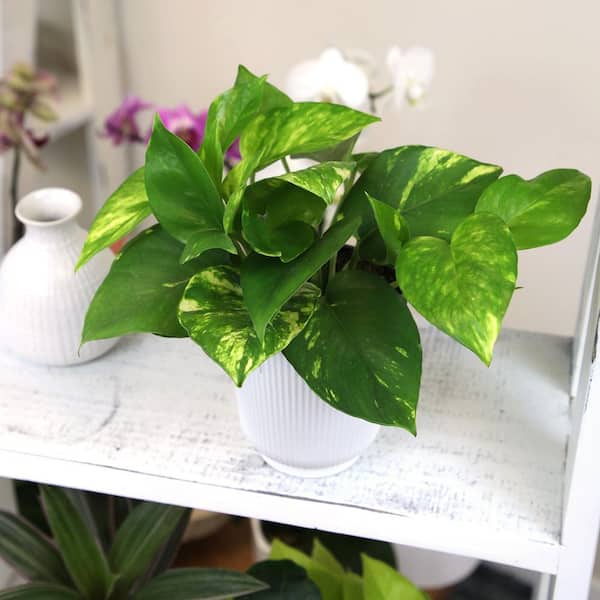 ALTMAN PLANTS Easy Live Pothos (3 Pack), Clean Air Decor Plants, 4.25 in.  White Pots, Popular Indoor House Plants, Approx. 9 in. Tall 0881652