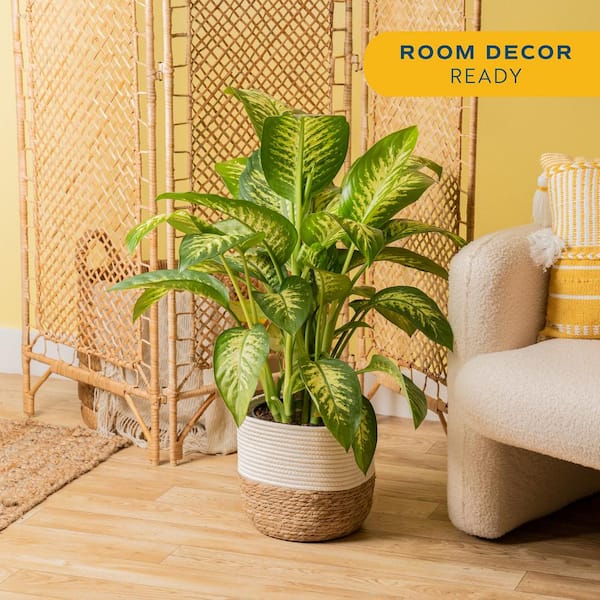 Dieffenbachia Indoor Plant in 10 in. Decor Weave Basket Planter, Avg. Shipping Height 2-3 ft. Tall