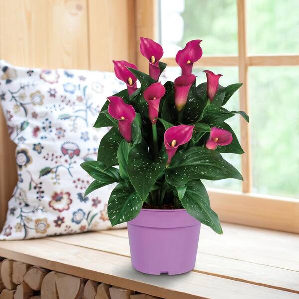 National Plant Network Purple Calla Lily Plant Grow Kit Hd1638 - The 