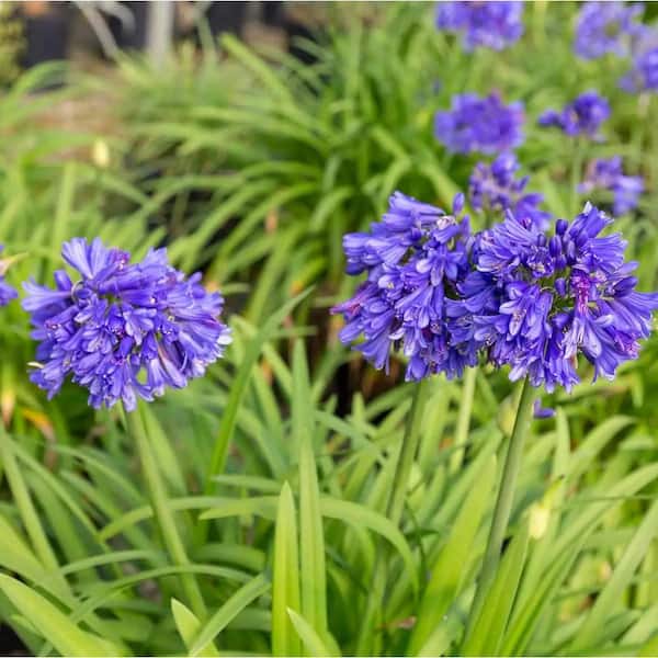 『ユイカ』 1st LIVE「Agapanthus」 National Plant Network 1 gal Agapanthus Live Perennial Plant