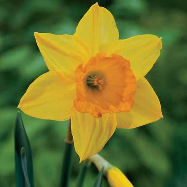 Van Bourgondien Fortune Large Cupped Daffodil Bulbs 100-Pack 87789 ...