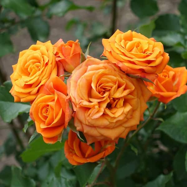 national PLANT NETWORK Bare Root Rose Maria Stern Hybrid Tea with