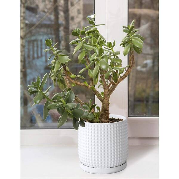 ★TOUT Y EST★ Flowerpot Mini Backlight Gray LE245609FLG ITOPFOX Minimalist 7.1 in. L x 5.7 in. W x 5.9 in. H Mint