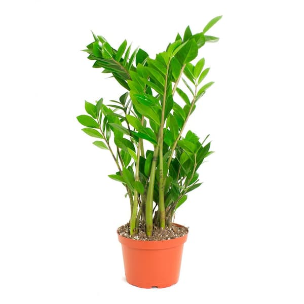 Shop Succulents ZZ Plant, Live Indoor Plant, Easy Care Air Purifying Houseplant in 6 in. Grower Pot