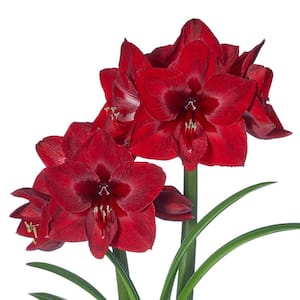 4 in. Bulb Red Reality Amaryllis Dormant Red Flowering (1-Pack)