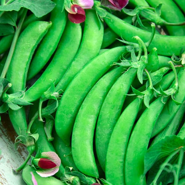 Snap Pea Magnolia Blossom (75 Seed Packet)