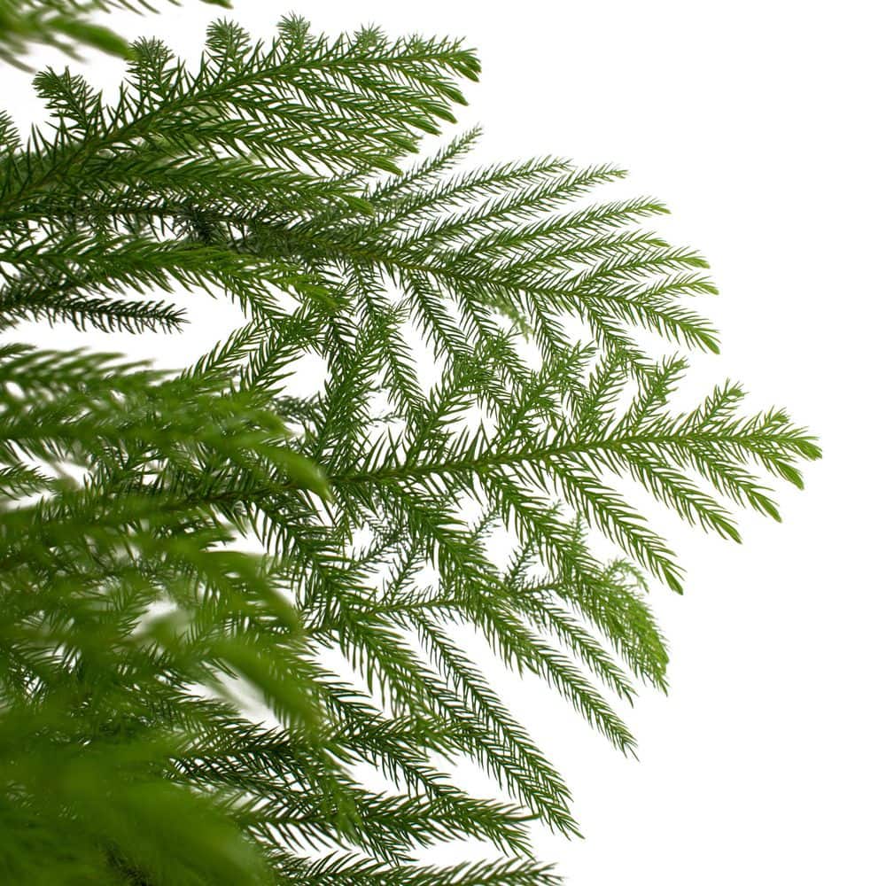 Large Norfolk Island Pine in Black Grower Pot
