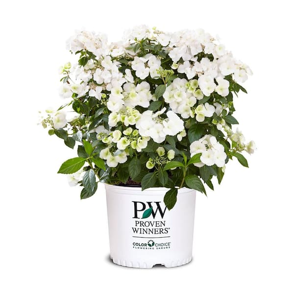 PROVEN WINNERS 2 Gal. Fairytrail Bride Hydrangea Shrub with White Blooms