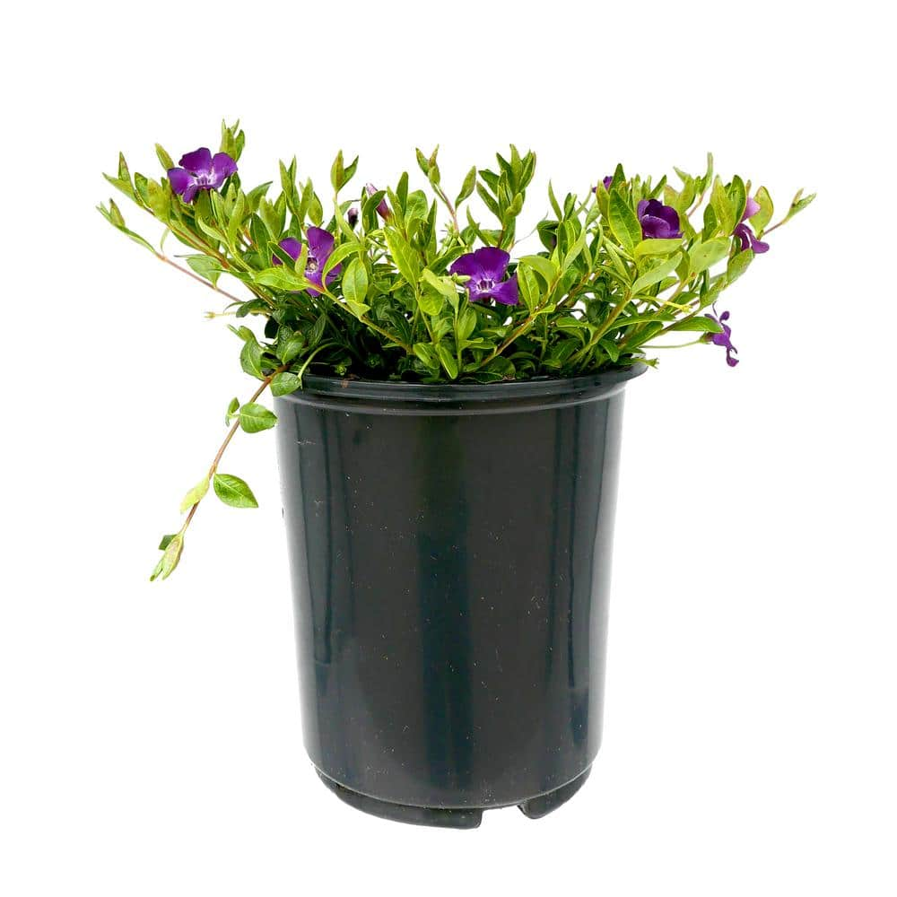 2.5 qt. Perennial Vinca minor Atropurpurea (1-Pack) 2487 - The Home Depot