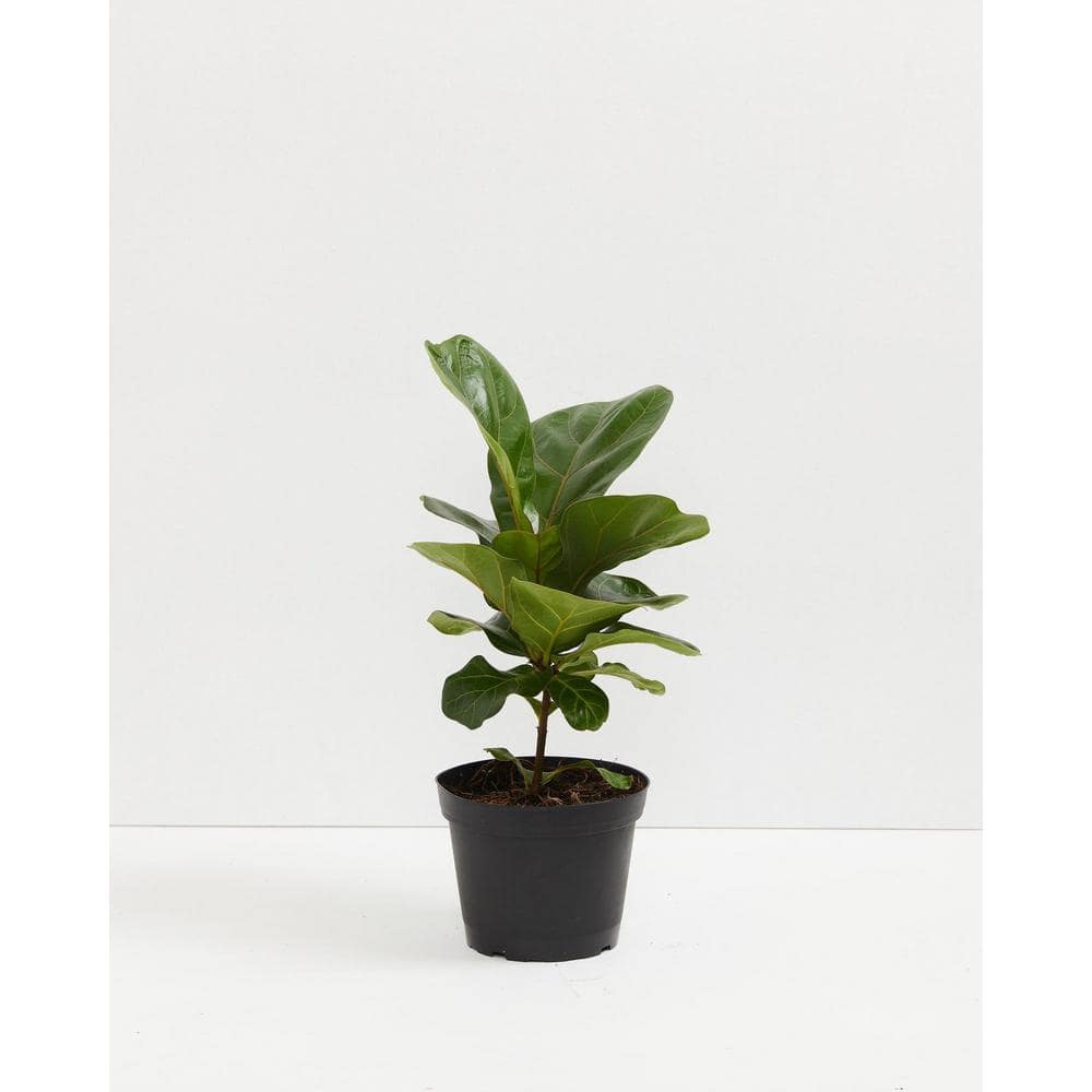 LIVELY ROOT 6 in. Fiddle Leaf Fig (Ficus lyrata) Plant in Grower Pot ...