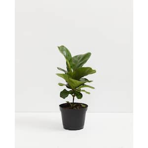 6 in. Fiddle Leaf Fig (Ficus lyrata) Plant in Grower Pot