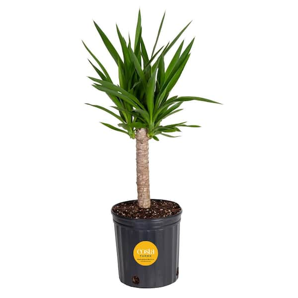 Costa Farms Yucca Cane Indoor Plant in 8.75 Grower Pot, Avg. Shipping Height 2-3 ft. Tall