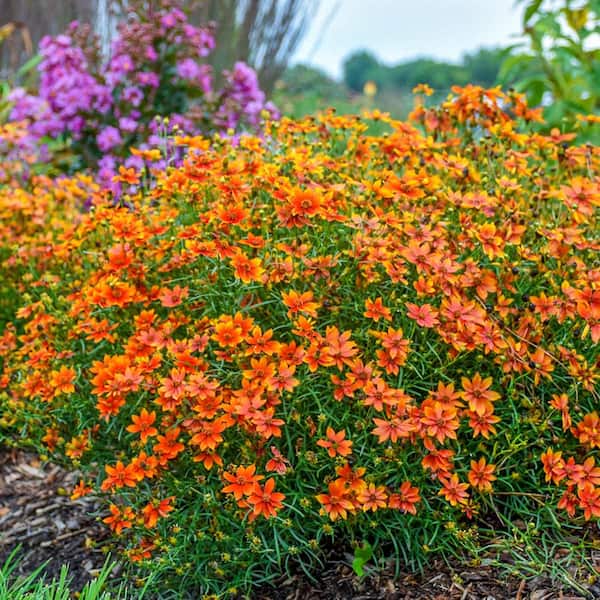 Direct Gardening Crazy Cayenne Coreopsis Tickseed Dormant Bare