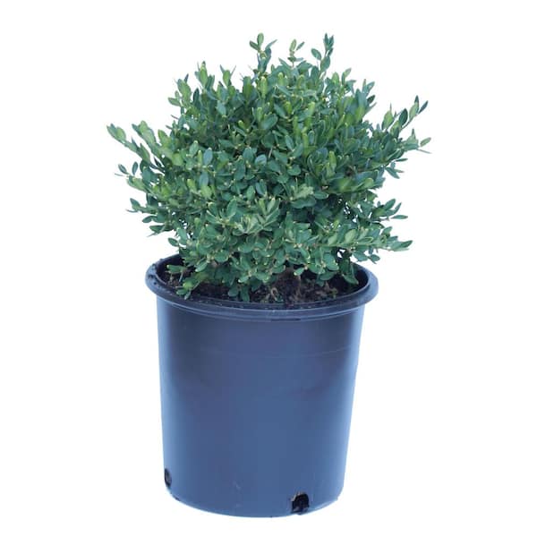 Unbranded 2 Gal. Green Mountain Boxwood Shrub Plant