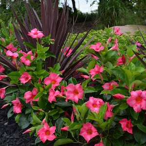 1.5 Pint. Dipladenia Flowering Annual Shrub with Red, Pink, White and Raspberry Splash Blooms