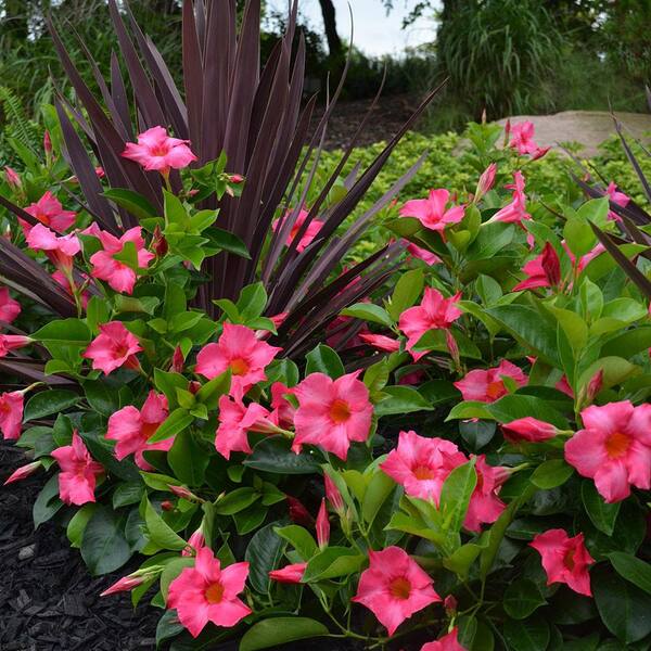 Are dipladenia best sale poisonous to dogs