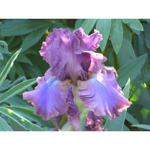 Bearded Iris 4 in. Liners Cantina Starter Plants (Set of 3)