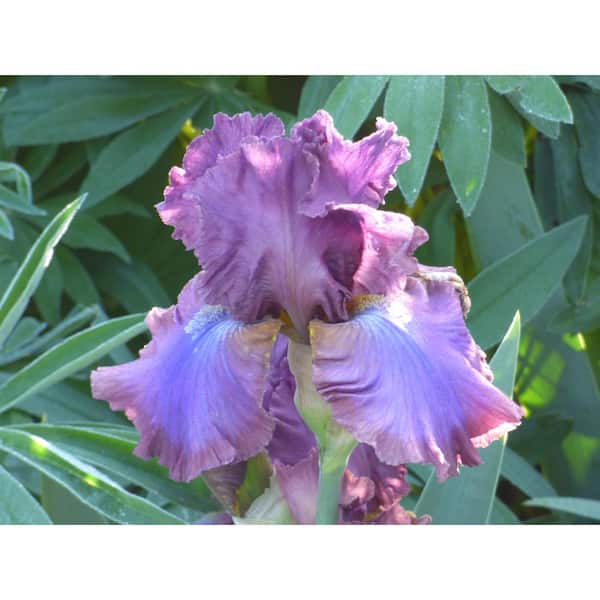 VAN ZYVERDEN Bearded Iris 4 in. Liners Cantina Starter Plants (Set of 3)
