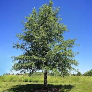 1 Gal. Weeping Willow Deciduous Tree WILWEE01G - The Home Depot