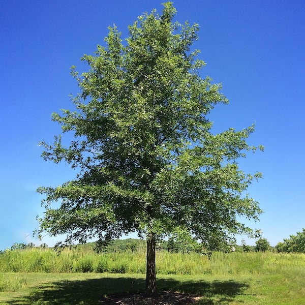 Unbranded Nuttall Oak Deciduous Shade Tree