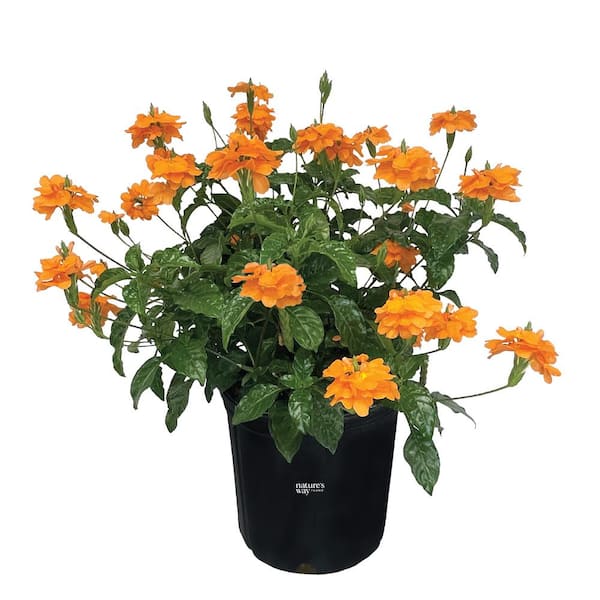 Crossandra Orange Live Outdoor Plant in Growers Pot Average Shipping Height 2-3 Ft. Tall