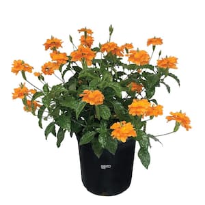 Crossandra Orange Live Outdoor Plant in Growers Pot Average Shipping Height 2-3 Ft. Tall