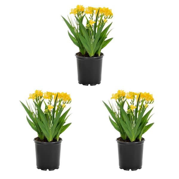 METROLINA GREENHOUSES 2 qt. Yellow Freesia Viareggio Perennial Plant (3-Pack)