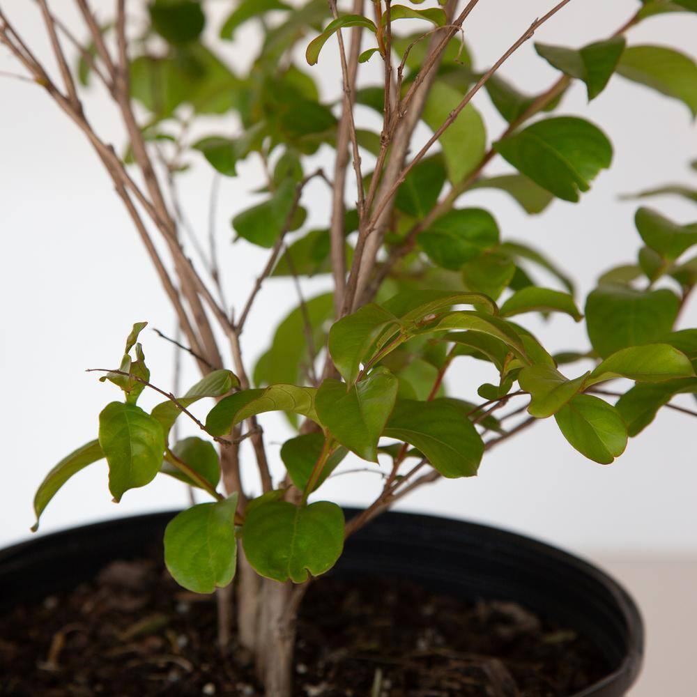 2.5 Gal. Miami Crape Myrtle Tree with Pink Blooms and Green Foliage