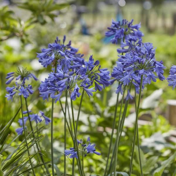 National Plant Network 1 Gal. Agapanthus Ever Amethyst