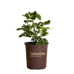 2 Gal. Little Miss Figgy Dwarf Fig Shrub with Deliciously Sweet Spring and Fall Fruits