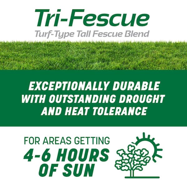 Smart Seed Professional Tri-Fescue Tall Fescue 50 lbs. 5,000 sq. ft. Grass Seed
