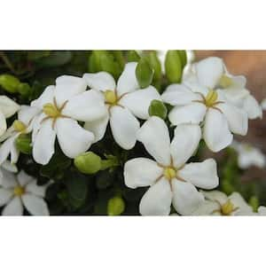 2 Gal. Echo Heaven Scent Gardenia, Live Evergreen Shrub, Boxwood-like Dense Small Leaves, White Fragrant Blooms