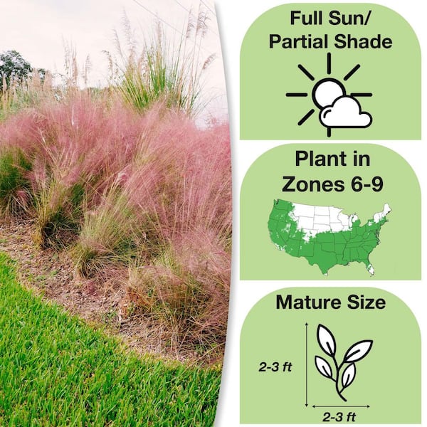 3 Gal. Pink Muhly Grass (2-Pack)