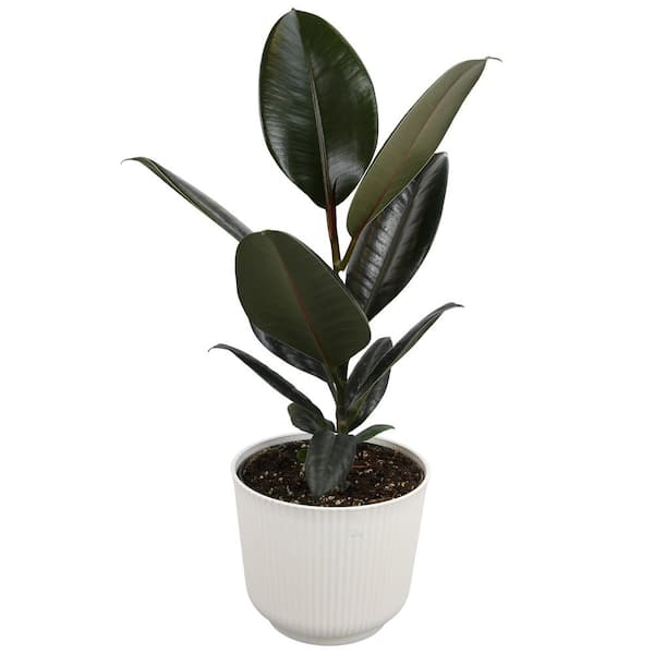 ALTMAN PLANTS Ficus Burgundy Rubber Plant, 6 in. White Decorative Pot, Dark Rubber Tree Plant, Unique Live Indoor House Plant Gift
