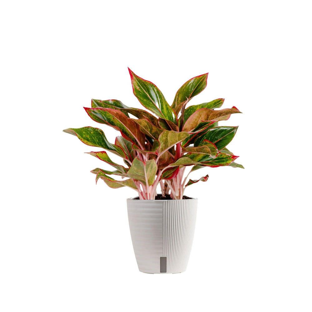 2520 アグラオネマカーティシーAgleonema Curtisii 2520 アグラオネマ