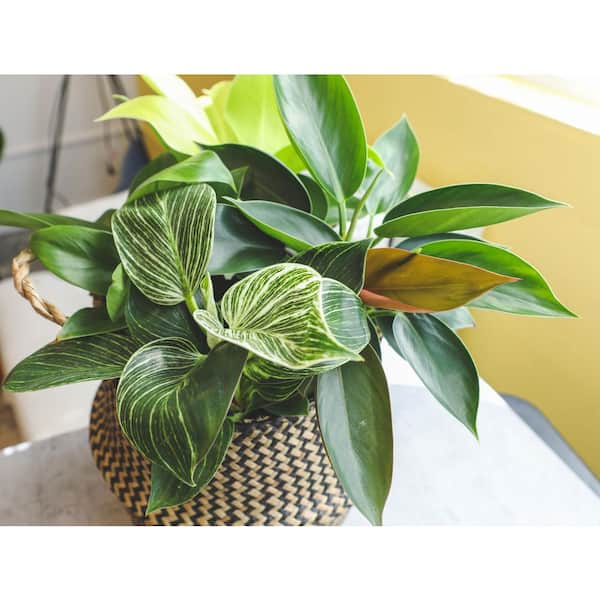 high hopes rubber tree plant Burgundy Rubber Plant  Hey Rooted