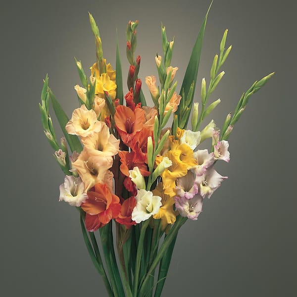 Gladiolus Block – ArbeeDesigns