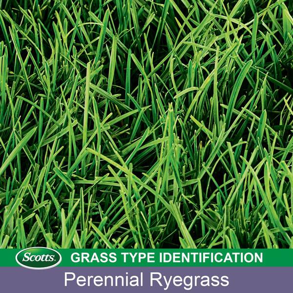 Scotts Turf Builder Perennial Ryegrass Sun or Shade Grass Seed 7 lb