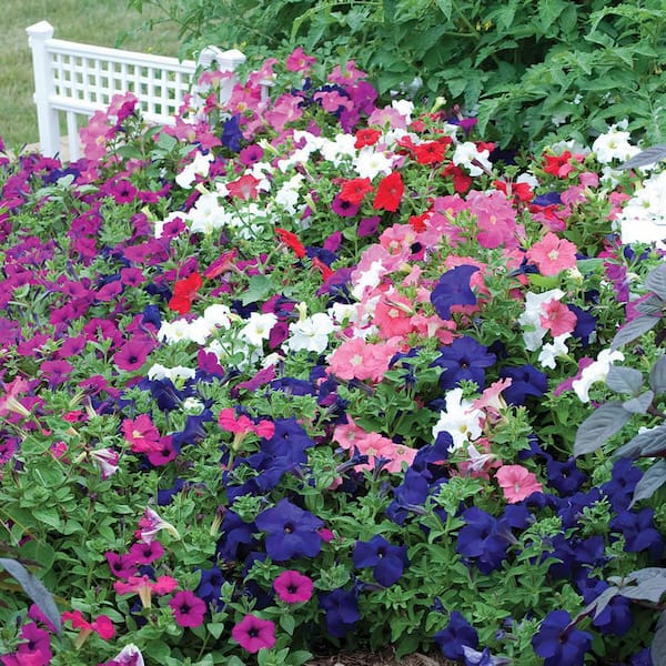 ALTMAN PLANTS 4 in. Petunia Plant Mix with Assorted Flowers