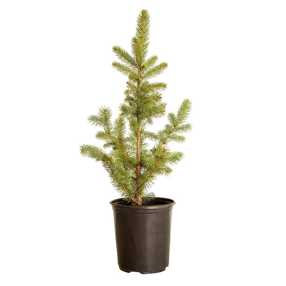 FLOWERWOOD 2.5 Qt Baby Blue Colorado Spruce Live Evergreen Tree 4722Q