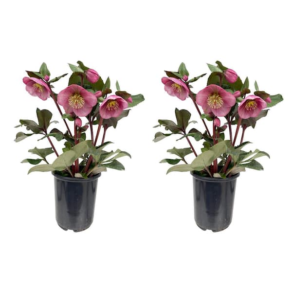 FROSTKISS 2.5 qt. Charmer Hellebore Perennial Plant with Dark Pink Flowers (2-Pack)