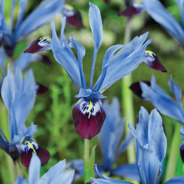 VAN ZYVERDEN Dwarf Iris Halkis Bulbs (Set of 25)