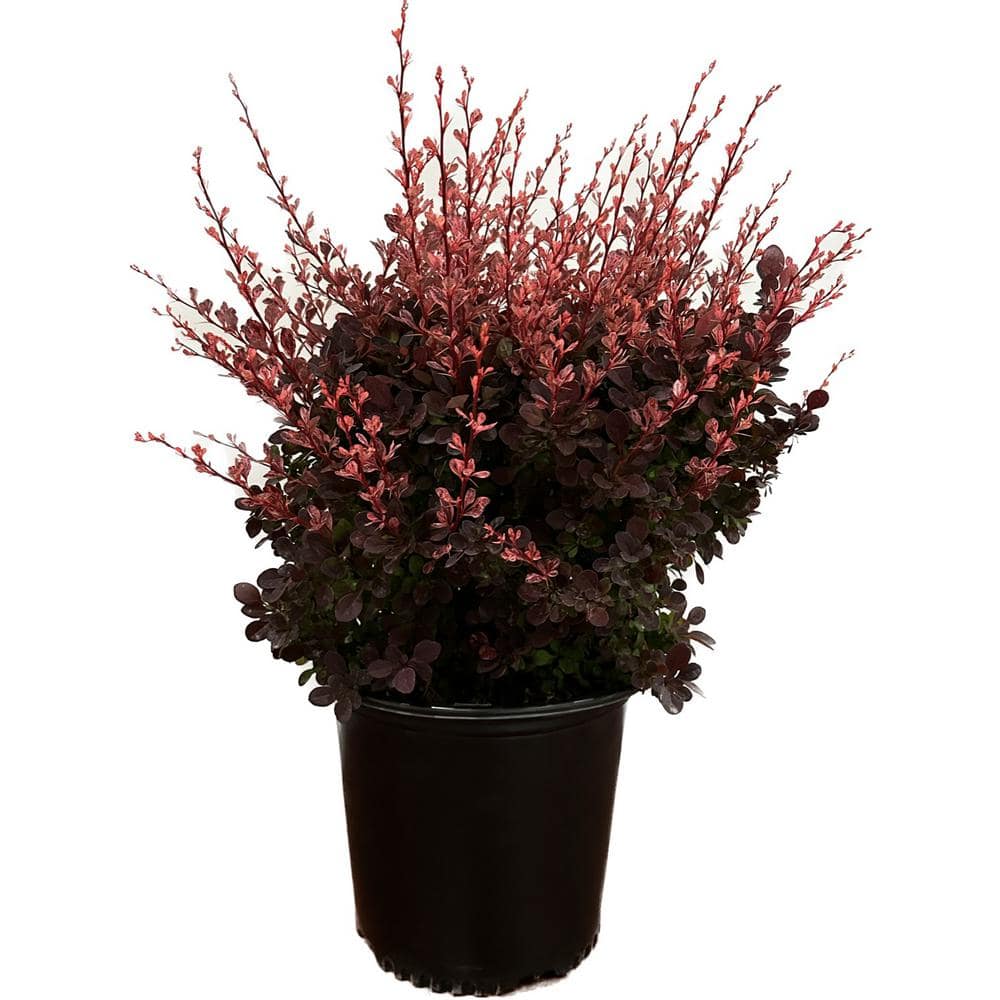2.25 Gal. - Rose Glow Barberry Live Shrub with Deep Red, Purple Folliage an