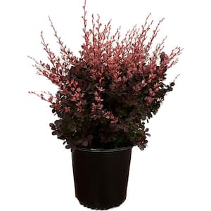 2.25 Gal. - Rose Glow Barberry Live Shrub with Deep Red, Purple Folliage and Pink Marbling